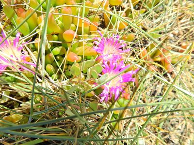 Disphyma crassifolium, photographed by Susan Marley