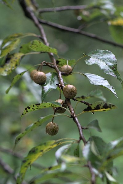 Pyrus pashia, photographed by Ramnarayan K