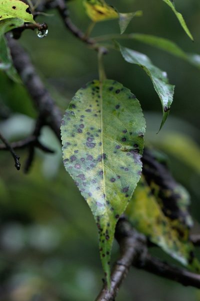 Pyrus pashia, photographed by Ramnarayan K