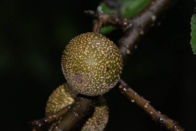 Pyrus pashia, photographed by Ramnarayan K