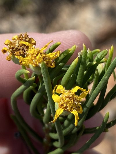 Euryops brevipapposus, photographed by Dave U