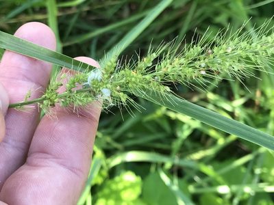 Setaria scheelei, photographed by Cody Stricker