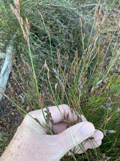Restio filiformis, photographed by Dave Richardson