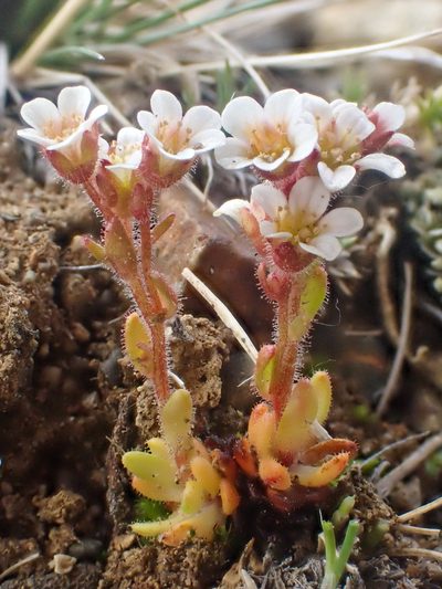 Saxifraga adscendens, photographed by Trevor Van Loon