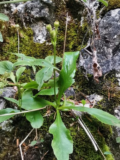 Primula carniolica, photographed by Ljaž