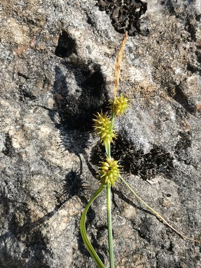 Carex lepidocarpa, photographed by Ljaž