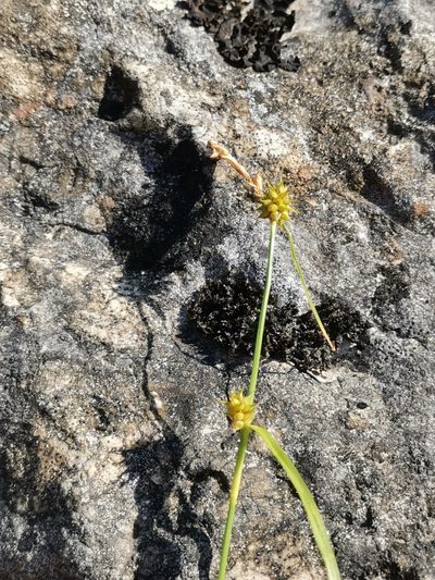 Carex lepidocarpa, photographed by Ljaž