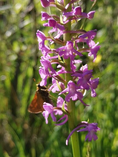 Gymnadenia densiflora, photographed by Ljaž
