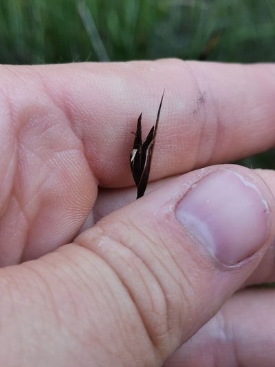 Schoenus ferrugineus, photographed by Ljaž