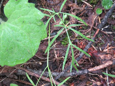 Perideridia gairdneri, photographed by Erin Springinotic