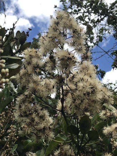 Pentacalia americana, photographed by Nicolás Baresch Uribe