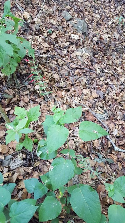 Salvia longistyla, photographed by Eugenio Padilla