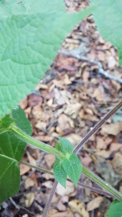 Salvia longistyla, photographed by Eugenio Padilla