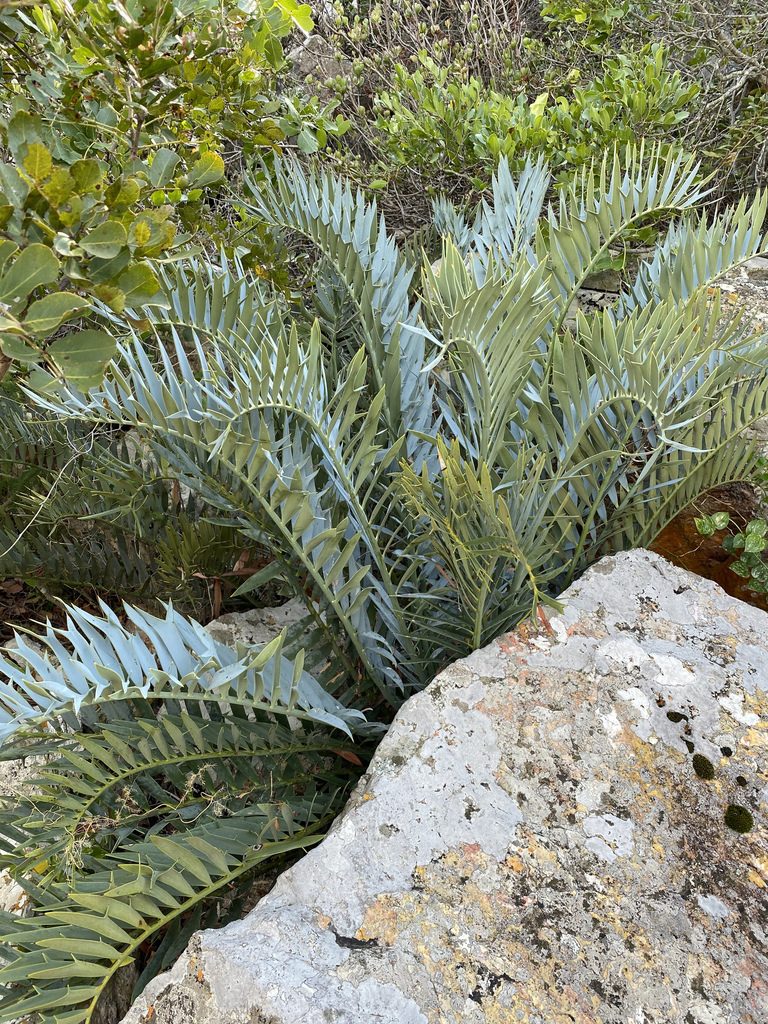 Encephalartos horridus, photographed by Dave U