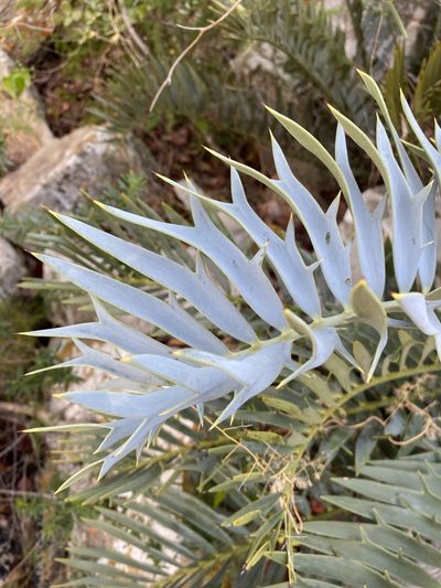 Encephalartos horridus, photographed by Dave U