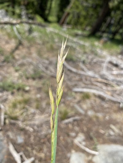 Bromus marginatus, photographed by Matt Berger