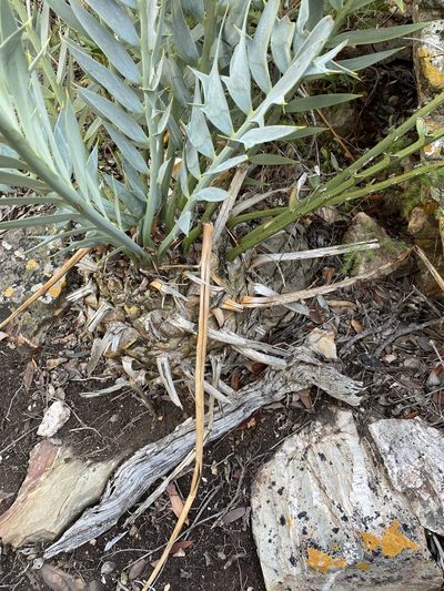 Encephalartos horridus, photographed by Dave U