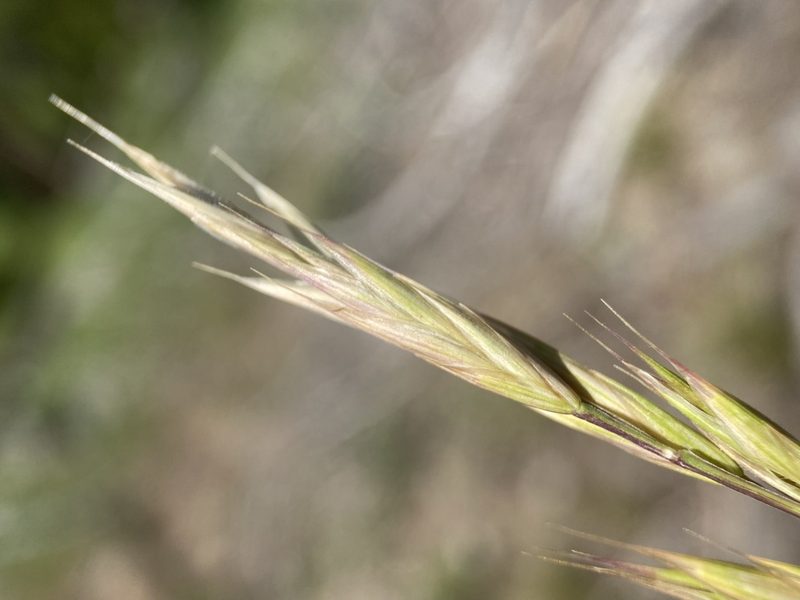 Bromus marginatus, photographed by Matt Berger