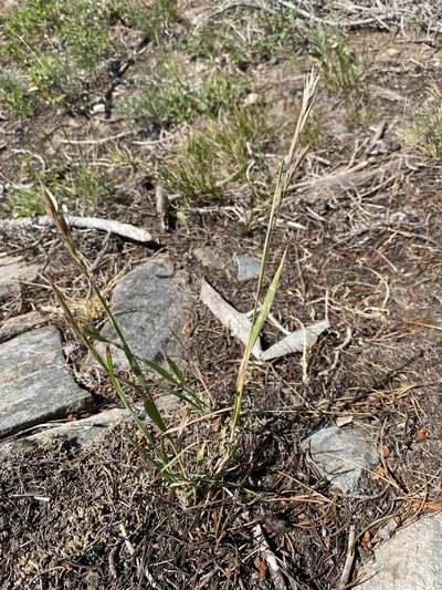 Bromus marginatus, photographed by Matt Berger