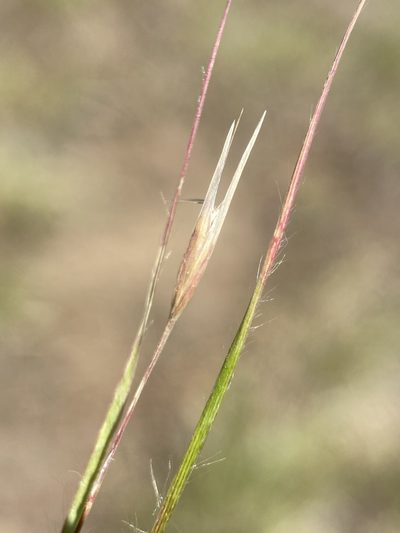 Danthonia unispicata, photographed by Matt Berger