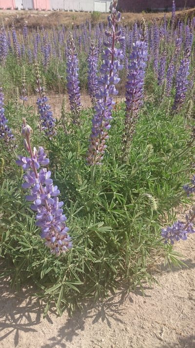 Lupinus elegans, photographed by Sandino Guerrero