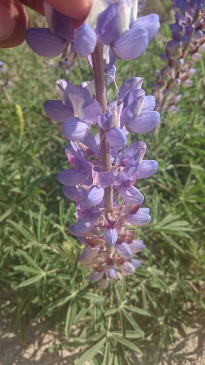 Lupinus elegans, photographed by Sandino Guerrero