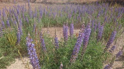 Lupinus elegans, photographed by Sandino Guerrero