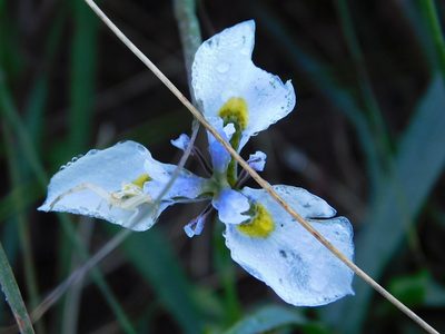 Moraea fergusoniae, photographed by Klaus Wehrlin