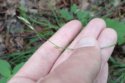 Carex deweyana, photographed by Quinten Wiegersma