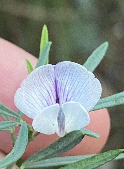 Psoralea oligophylla, photographed by Dave U