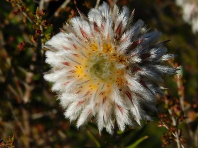 Phylica calcarata, photographed by Klaus Wehrlin