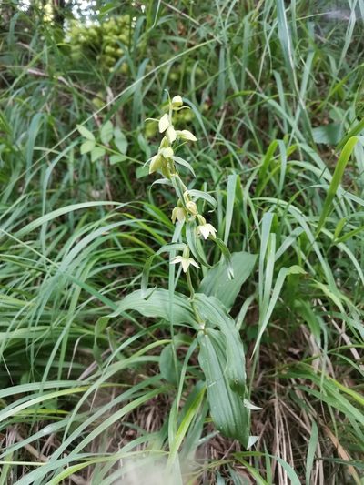 Epipactis muelleri, photographed by Ljaž