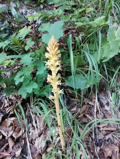 Orobanche reticulata, photographed by Ljaž