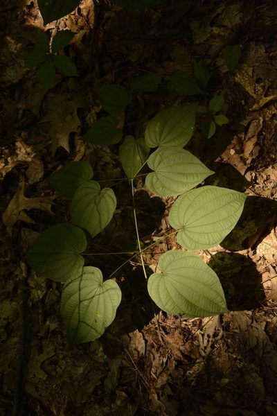 Dioscorea quaternata, photographed by Siddarth Machado