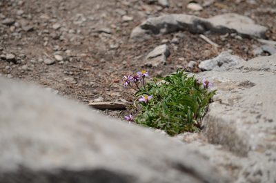 Eurybia sibirica, photographed by Liam Steele
