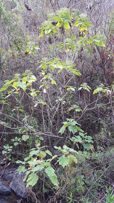 Podachaenium eminens, photographed by Eugenio Padilla