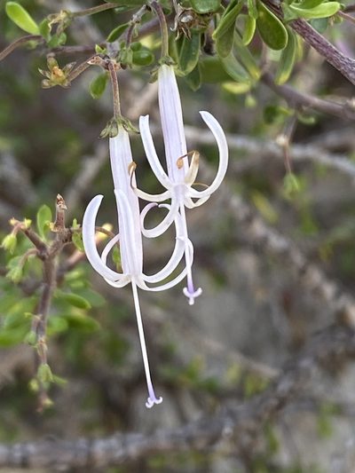 Theilera robusta, photographed by Dave U