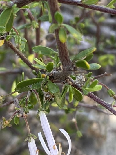 Theilera robusta, photographed by Dave U