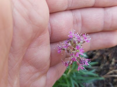Viscaria alpina, photographed by Tomas Pocius