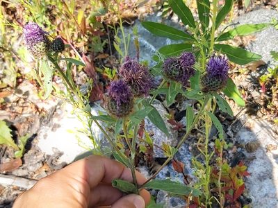 Centaurea phrygia, photographed by Tomas Pocius