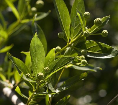 Cephalanthus glabratus, photographed by Nicolas Olejnik