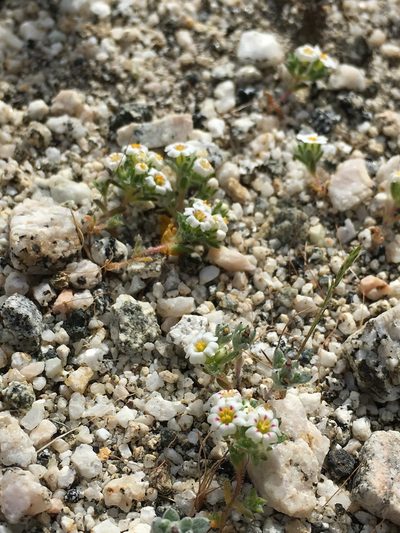 Maculigilia maculata, photographed by Lynn Sweet
