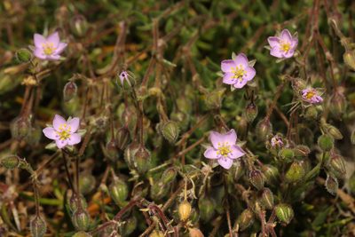 Spergularia rupicola, photographed by Stephen James McWilliam