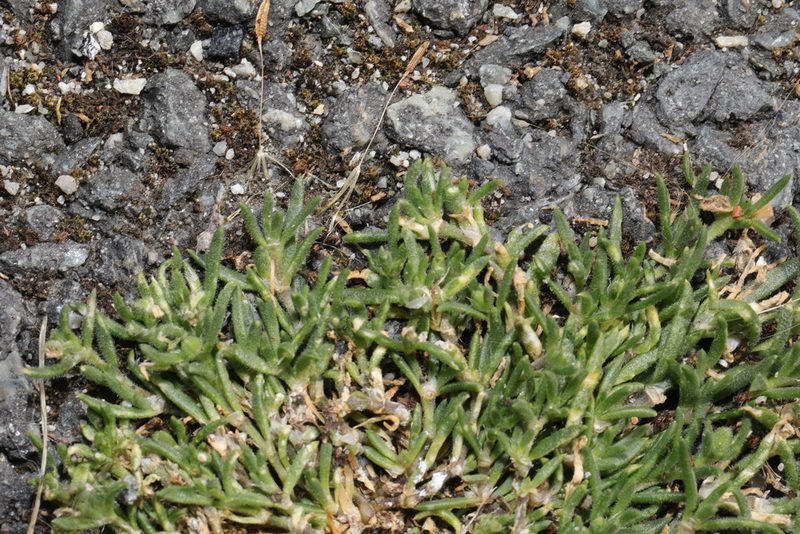 Spergularia rupicola, photographed by Stephen James McWilliam