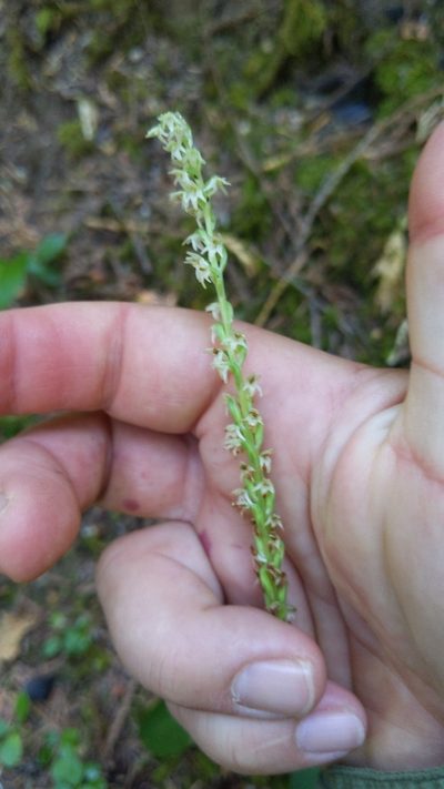 Platanthera ephemerantha, photographed by Noland Martin