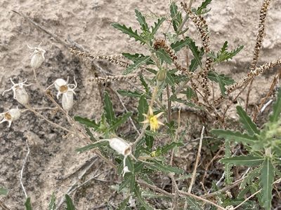 Mentzelia procera, photographed by CK2AZ