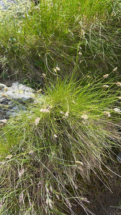 Oreochloa disticha, photographed by Codrin Bucur