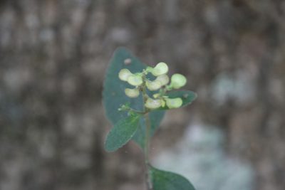 Scutellaria elliptica, photographed by Kathy Richardson