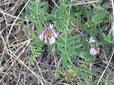 Astragalus agrestis, photographed by Erin Springinotic