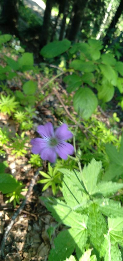 Geranium gracile, photographed by Mikhail Nevsky